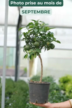 Roué Pépinières Petits Fruits | ROUÉ PÉPINIÈRES - Citronnier yuzu' - en pot de 5 litres