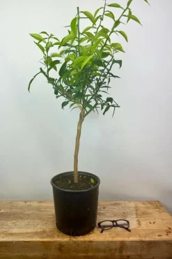 Roué Pépinières Petits Fruits | ROUÉ PÉPINIÈRES - Citronnier yuzu' - en pot de 5 litres