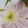 Roué Pépinières Plantes Grimpantes | ROUÉ PÉPINIÈRES - Clématite empress ?' - en pot de 3 litres