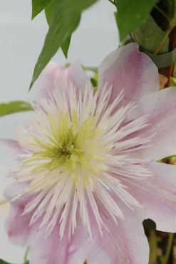 Roué Pépinières Plantes Grimpantes | ROUÉ PÉPINIÈRES - Clématite empress ?' - en pot de 3 litres