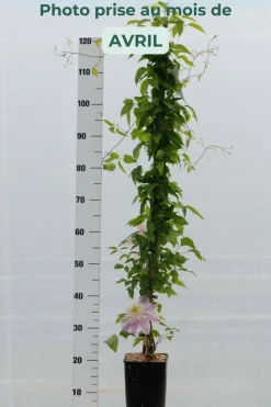 Roué Pépinières Plantes Grimpantes | ROUÉ PÉPINIÈRES - Clématite empress ?' - en pot de 3 litres
