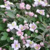 Roué Pépinières Plantes Grimpantes | ROUÉ PÉPINIÈRES - Clématite 'mayleen' - en pot de 1,5 litres