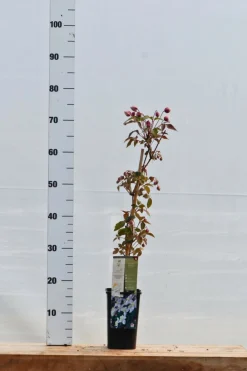 Roué Pépinières Plantes Grimpantes | ROUÉ PÉPINIÈRES - Clématite 'mayleen' - en pot de 1,5 litres