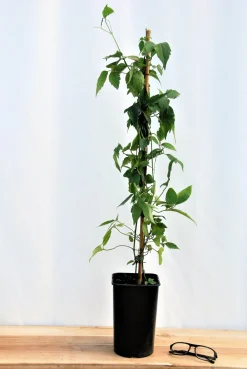 Roué Pépinières Plantes Grimpantes | ROUÉ PÉPINIÈRES - Clématite 'mayleen' - en pot de 1,5 litres