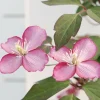 Roué Pépinières Plantes Grimpantes | ROUÉ PÉPINIÈRES - Clématite montana 'van gogh' ? - en pot de 3 litres