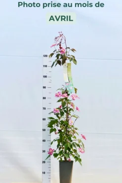 Roué Pépinières Plantes Grimpantes | ROUÉ PÉPINIÈRES - Clématite montana 'van gogh' ? - en pot de 3 litres