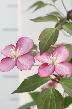 Roué Pépinières Plantes Grimpantes | ROUÉ PÉPINIÈRES - Clématite montana 'van gogh' ? - en pot de 3 litres