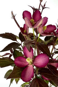 Roué Pépinières Plantes Grimpantes | ROUÉ PÉPINIÈRES - Clématite montana 'van gogh' ? - en pot de 3 litres