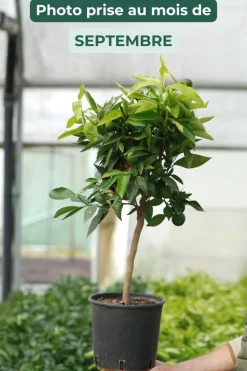 Roué Pépinières ROUÉ PÉPINIÈRES - Clémentinier - en pot de 5 litres Best