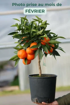 Roué Pépinières ROUÉ PÉPINIÈRES - Clémentinier - en pot de 5 litres Best
