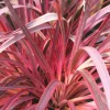 Roué Pépinières Plantes Méditerranéennes | ROUÉ PÉPINIÈRES - Cordyline 'salsa' - en pot de 5 litres