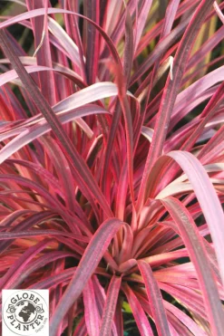 Roué Pépinières Plantes Méditerranéennes | ROUÉ PÉPINIÈRES - Cordyline 'salsa' - en pot de 5 litres