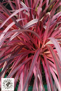 Roué Pépinières Plantes Méditerranéennes | ROUÉ PÉPINIÈRES - Cordyline 'salsa' - en pot de 5 litres