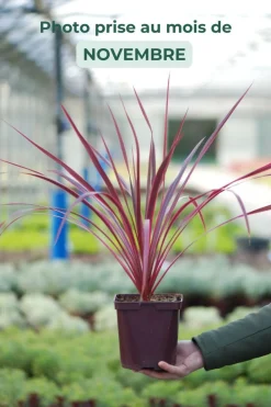 Roué Pépinières Plantes Méditerranéennes | ROUÉ PÉPINIÈRES - Cordyline 'salsa' - en pot de 5 litres