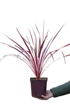 Roué Pépinières Plantes Méditerranéennes | ROUÉ PÉPINIÈRES - Cordyline 'salsa' - en pot de 5 litres