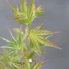 Roué Pépinières ROUÉ PÉPINIÈRES - Erable du japon 'okushimo' - en pot de 2 litres Clearance