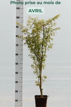 Roué Pépinières ROUÉ PÉPINIÈRES - Erable du japon 'okushimo' - en pot de 2 litres Clearance