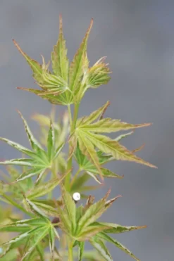 Roué Pépinières ROUÉ PÉPINIÈRES - Erable du japon 'okushimo' - en pot de 2 litres Clearance