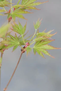 Roué Pépinières ROUÉ PÉPINIÈRES - Erable du japon 'okushimo' - en pot de 2 litres Clearance