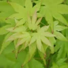 Roué Pépinières Plantes De Terre De Bruyère | ROUÉ PÉPINIÈRES - Erable du japon 'summer gold' - en pot de 2 litres