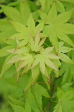 Roué Pépinières Plantes De Terre De Bruyère | ROUÉ PÉPINIÈRES - Erable du japon 'summer gold' - en pot de 2 litres