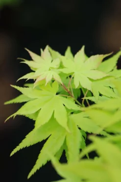 Roué Pépinières Plantes De Terre De Bruyère | ROUÉ PÉPINIÈRES - Erable du japon 'summer gold' - en pot de 2 litres
