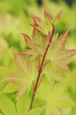 Roué Pépinières Plantes De Terre De Bruyère | ROUÉ PÉPINIÈRES - Erable du japon 'summer gold' - en pot de 2 litres
