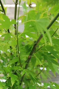 Roué Pépinières Plantes De Terre De Bruyère | ROUÉ PÉPINIÈRES - Erable du japon 'summer gold' - en pot de 2 litres