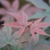 Roué Pépinières Plantes De Terre De Bruyère | ROUÉ PÉPINIÈRES - Erable du japon 'twombly's red sentinel' - en pot de 2 litres