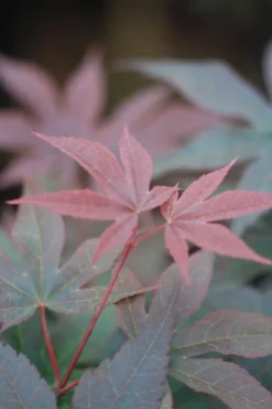Roué Pépinières Plantes De Terre De Bruyère | ROUÉ PÉPINIÈRES - Erable du japon 'twombly's red sentinel' - en pot de 2 litres