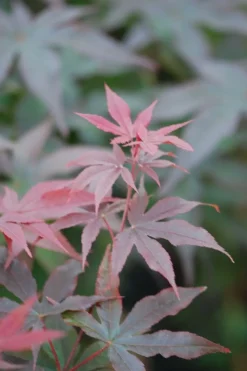 Roué Pépinières Plantes De Terre De Bruyère | ROUÉ PÉPINIÈRES - Erable du japon 'twombly's red sentinel' - en pot de 2 litres