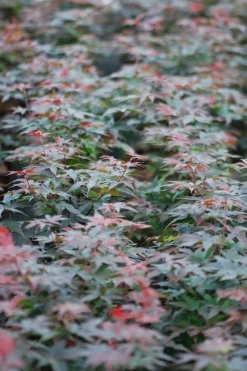 Roué Pépinières Plantes De Terre De Bruyère | ROUÉ PÉPINIÈRES - Erable du japon 'twombly's red sentinel' - en pot de 2 litres