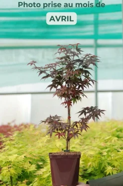Roué Pépinières Plantes De Terre De Bruyère | ROUÉ PÉPINIÈRES - Erable du japon 'twombly's red sentinel' - en pot de 2 litres