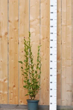 Roué Pépinières ROUÉ PÉPINIÈRES - Griseline du littoral - en pot de 3 litres Hot