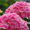 Roué Pépinières ROUÉ PÉPINIÈRES - Hortensia 'ankong ? Pink' - en pot de 2 litres Clearance