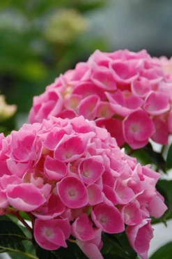 Roué Pépinières ROUÉ PÉPINIÈRES - Hortensia 'ankong ? Pink' - en pot de 2 litres Clearance