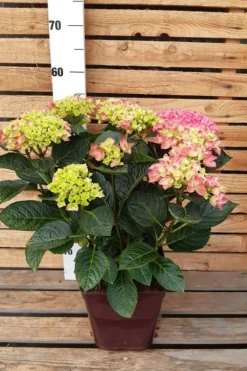 Roué Pépinières ROUÉ PÉPINIÈRES - Hortensia 'ankong ? Pink' - en pot de 2 litres Clearance