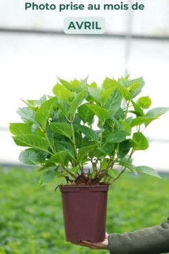 Roué Pépinières ROUÉ PÉPINIÈRES - Hortensia 'ankong ? Pink' - en pot de 2 litres Clearance