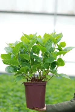 Roué Pépinières ROUÉ PÉPINIÈRES - Hortensia 'ankong ? Pink' - en pot de 2 litres Clearance