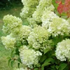 Roué Pépinières ROUÉ PÉPINIÈRES - Hortensia 'lemonlight ?' - en pot de 5 litres Clearance