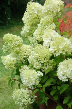 Roué Pépinières ROUÉ PÉPINIÈRES - Hortensia 'lemonlight ?' - en pot de 5 litres Clearance
