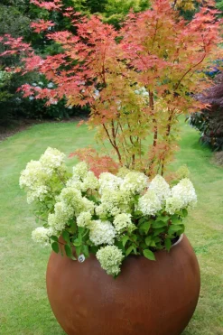 Roué Pépinières ROUÉ PÉPINIÈRES - Hortensia 'lemonlight ?' - en pot de 5 litres Clearance