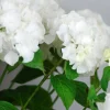 Roué Pépinières ROUÉ PÉPINIÈRES - Hortensia 'wudu' ? - en pot de 2 litres Hot
