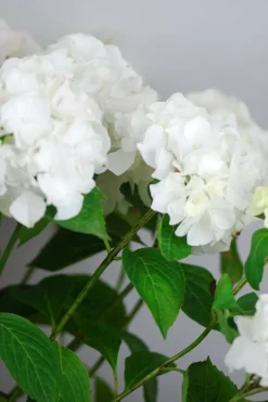 Roué Pépinières ROUÉ PÉPINIÈRES - Hortensia 'wudu' ? - en pot de 2 litres Hot