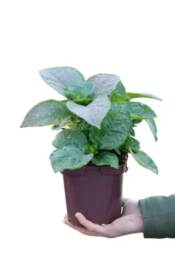 Roué Pépinières ROUÉ PÉPINIÈRES - Hortensia 'wudu' ? - en pot de 2 litres Hot