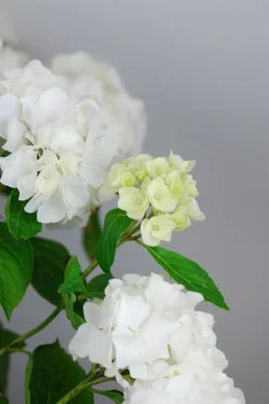 Roué Pépinières ROUÉ PÉPINIÈRES - Hortensia 'wudu' ? - en pot de 2 litres Hot