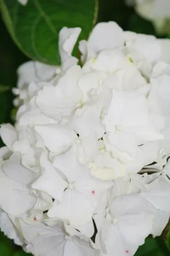 Roué Pépinières ROUÉ PÉPINIÈRES - Hortensia 'wudu' ? - en pot de 2 litres Hot