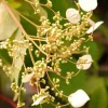 Roué Pépinières Plantes De Terre De Bruyère | ROUÉ PÉPINIÈRES - Hydrangea seemanii - en pot de 3 litres