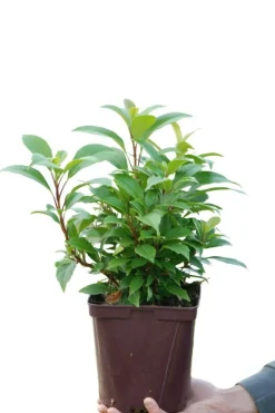 Roué Pépinières Plantes De Terre De Bruyère | ROUÉ PÉPINIÈRES - Hydrangea seemanii - en pot de 3 litres