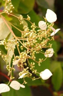 Roué Pépinières Plantes De Terre De Bruyère | ROUÉ PÉPINIÈRES - Hydrangea seemanii - en pot de 3 litres